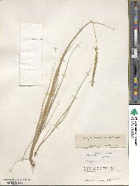 Elymus magellanicus image