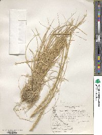 Elymus magellanicus image