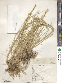 Elymus magellanicus image