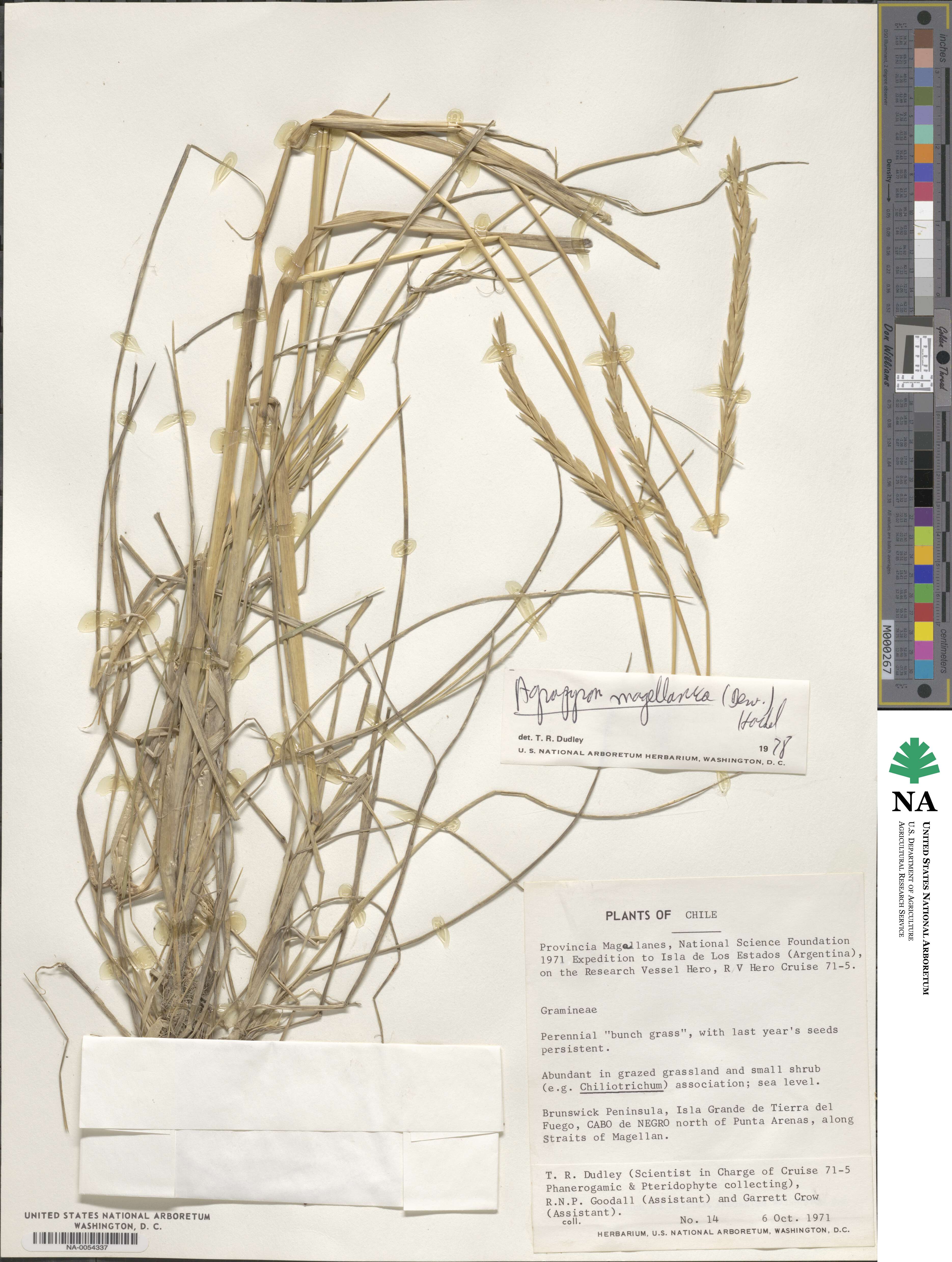 Elymus magellanicus image