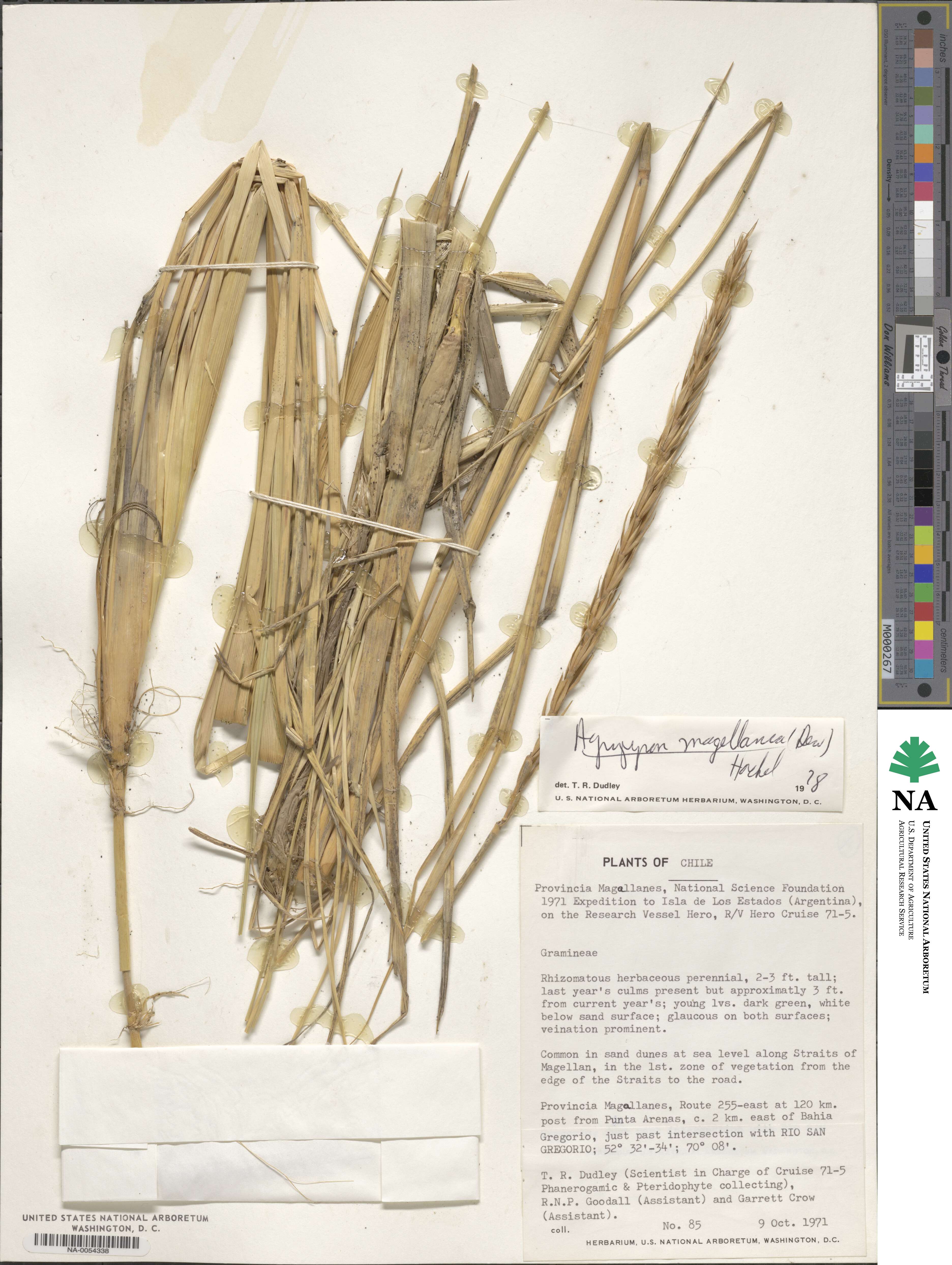 Elymus magellanicus image