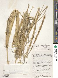 Elymus magellanicus image