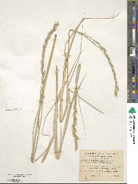 Elymus magellanicus image