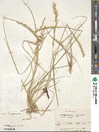 Elymus magellanicus image