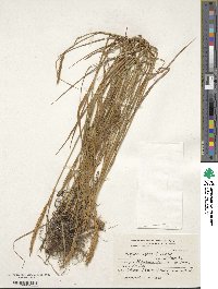 Elymus repens image