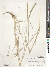 Elymus repens image