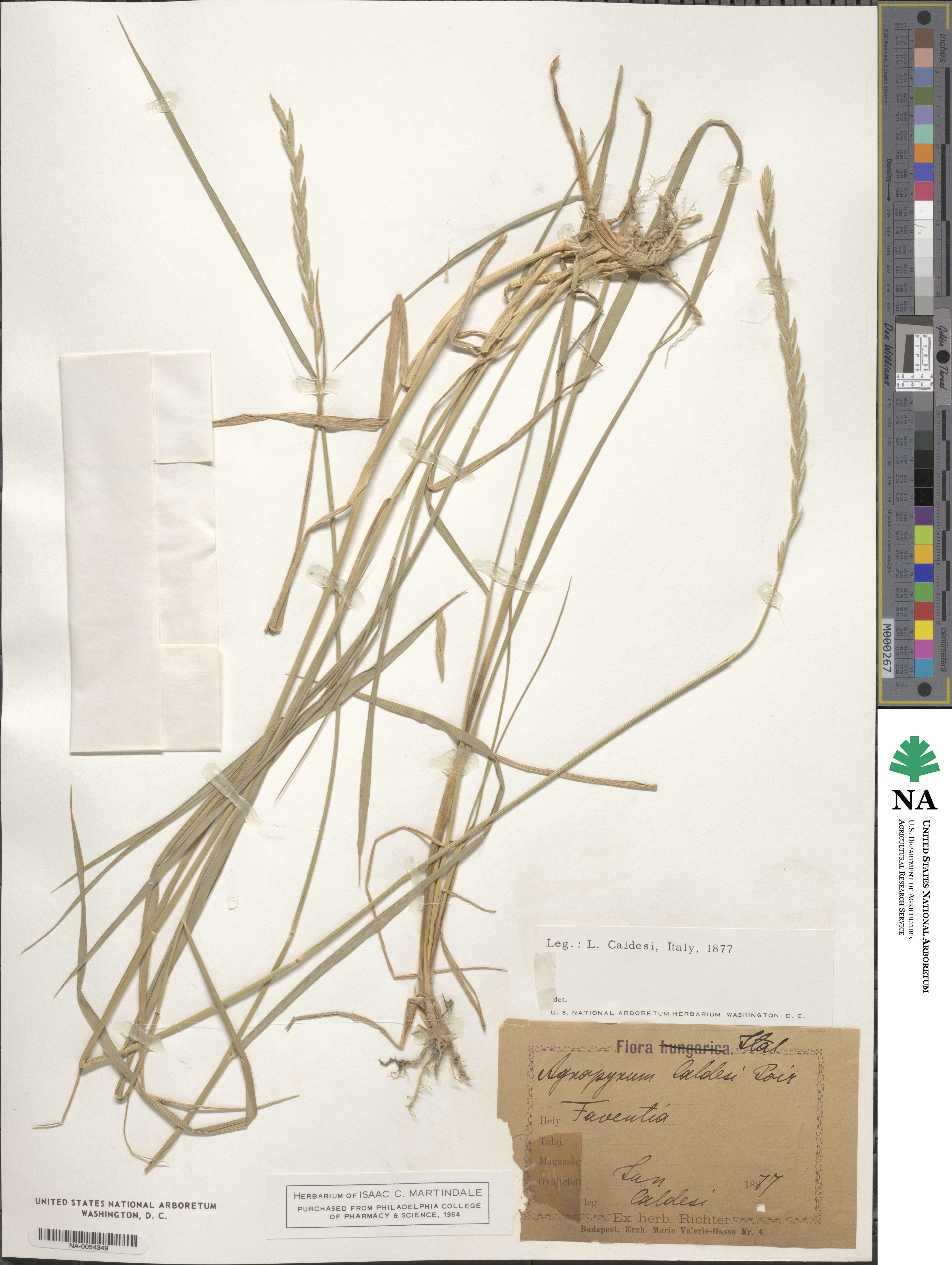 Elymus repens subsp. repens image