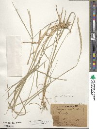 Elymus repens image