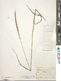 Elymus caninus image