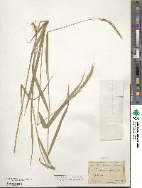 Elymus caninus image