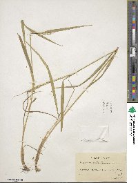 Elymus repens image