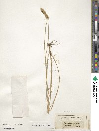 Agropyron cristatum image