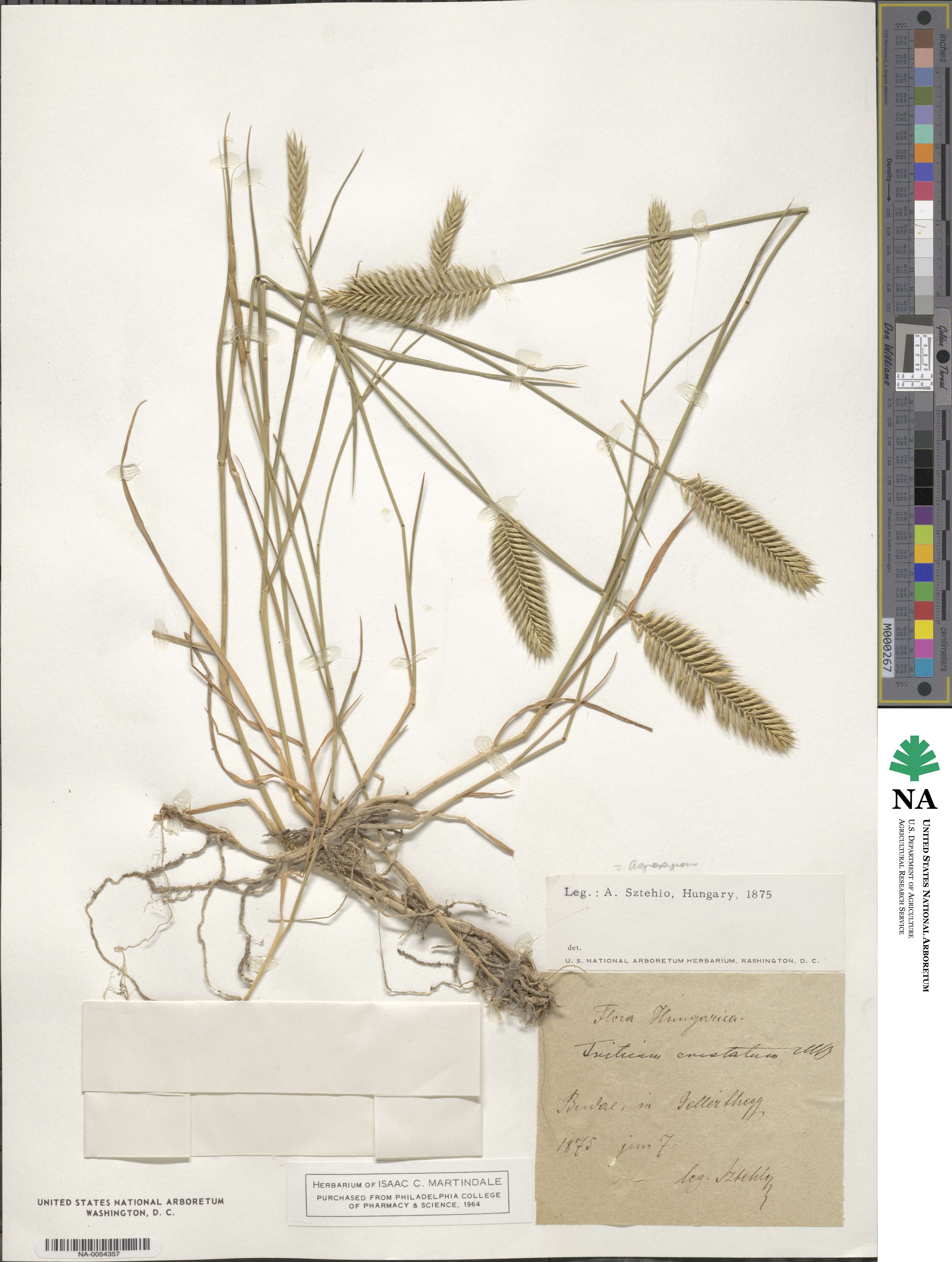 Agropyron cristatum image