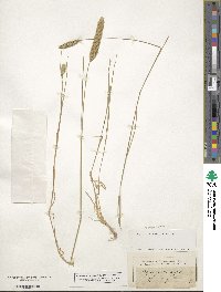 Agropyron cristatum image