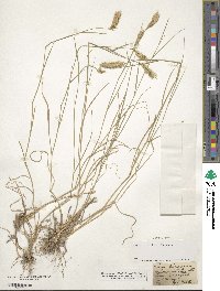 Agropyron cristatum image