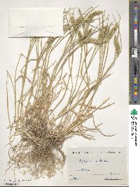 Agropyron cristatum image