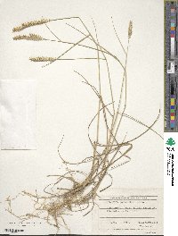 Image of Agropyron dasyanthum