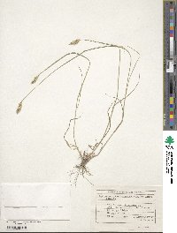 Agropyron desertorum image