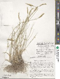 Agropyron desertorum image