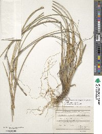 Elymus elongatus image