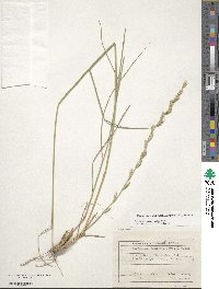 Elymus elongatus image