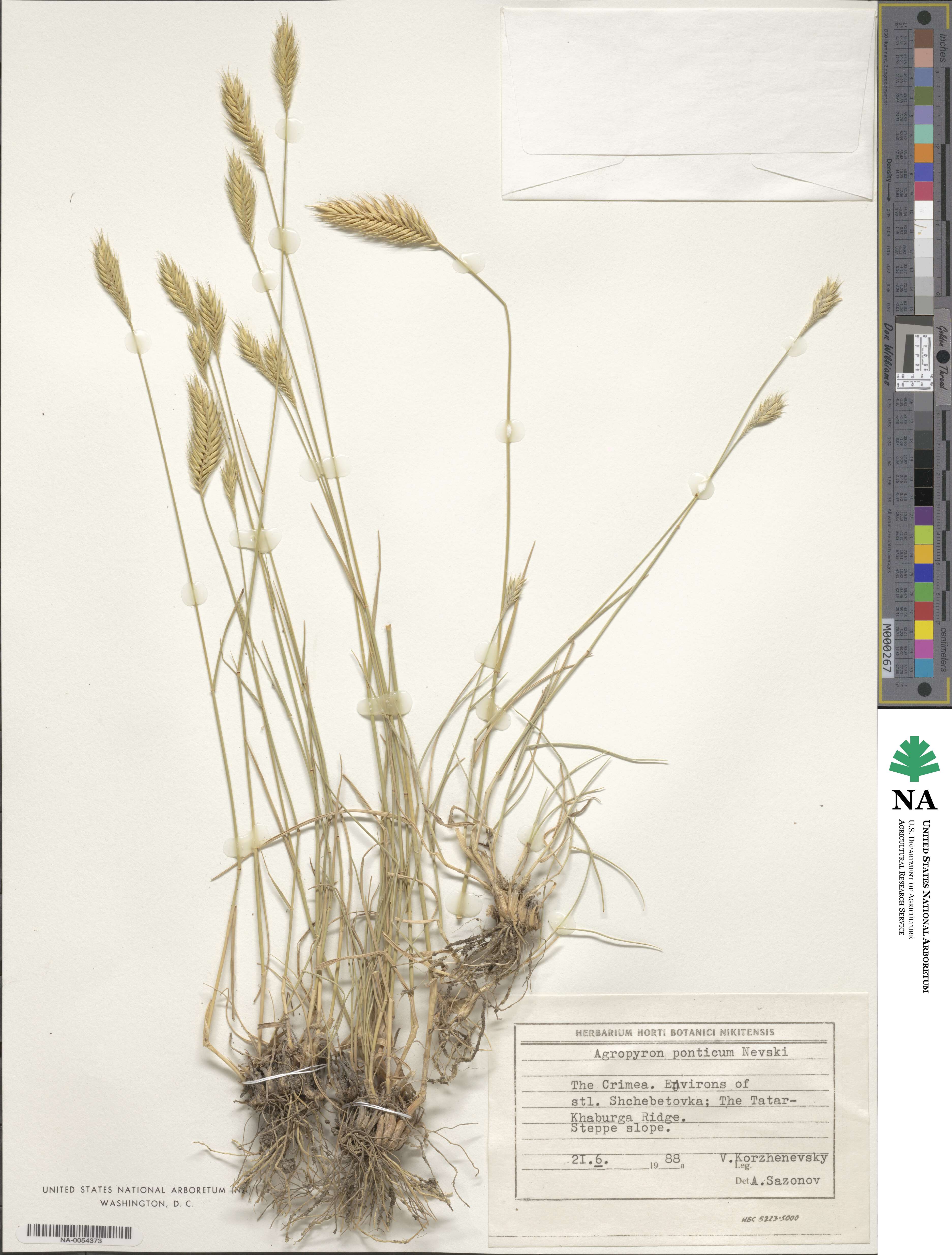 Agropyron cristatum image