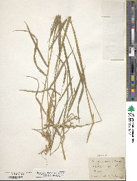 Elymus repens image