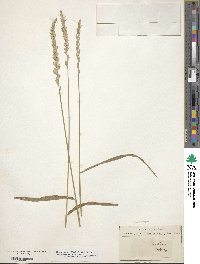 Elymus repens image