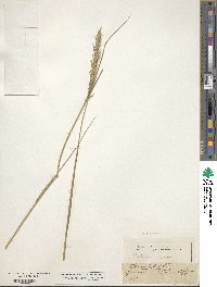 Elymus repens image