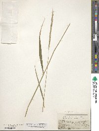 Elymus repens image