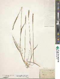 Elymus violaceus image