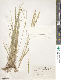 Elymus nodosus subsp. caespitosus image