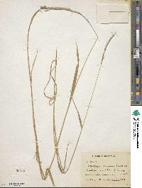 Elymus caninus image