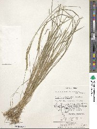 Leymus chinensis image