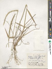 Elymus ciliaris image