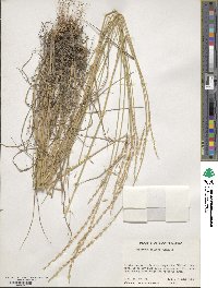 Elymus ciliaris image