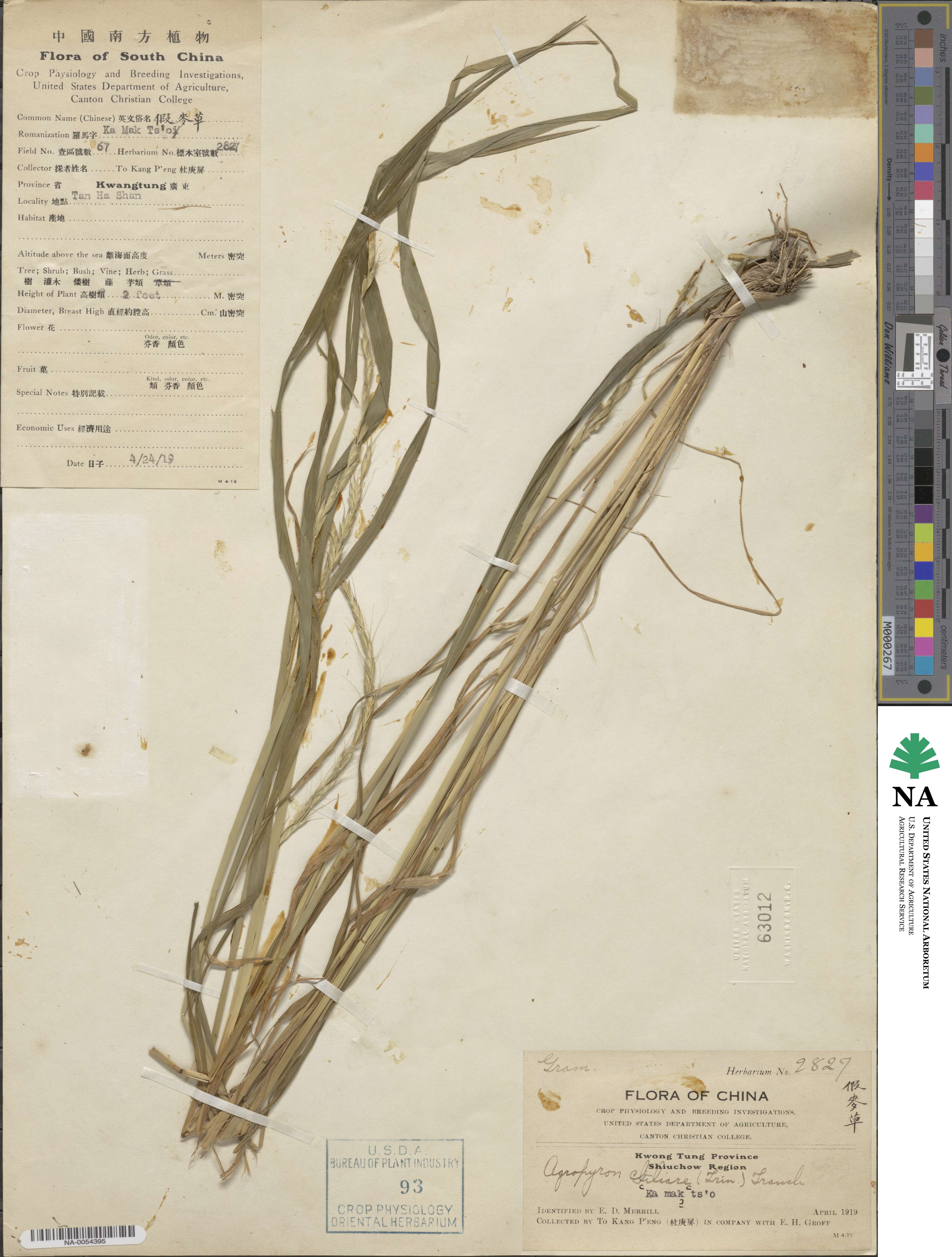 Elymus ciliaris image