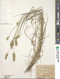 Agropyron cristatum image