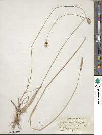 Agropyron cristatum image