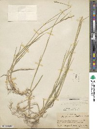 Thinopyrum intermedium subsp. barbulatum image