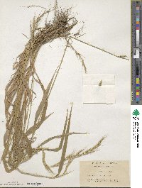 Elymus tsukushiensis image