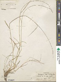 Image of Elymus longearistatus