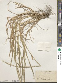 Image of Elymus mayebaranus