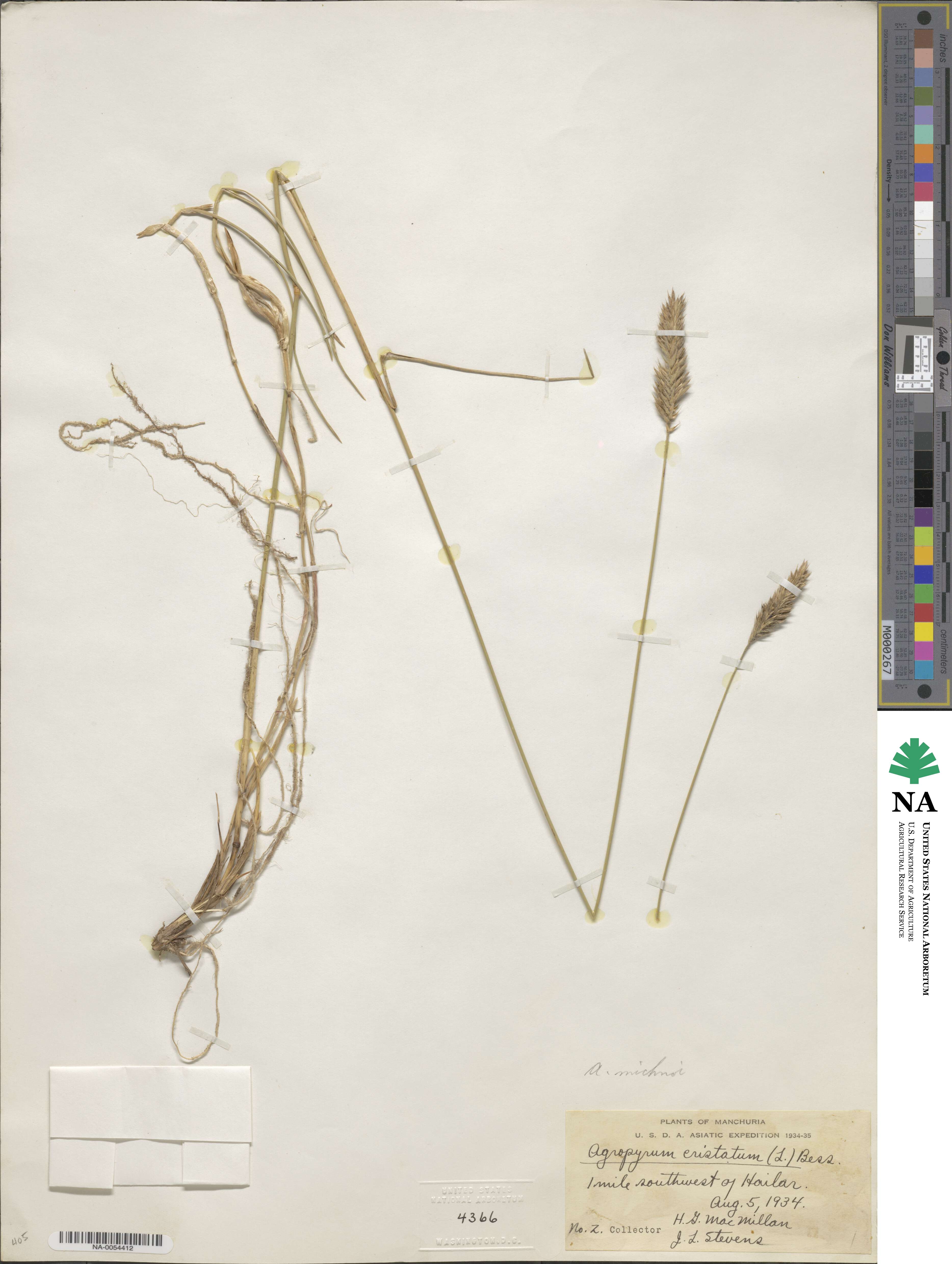 Agropyron michnoi image