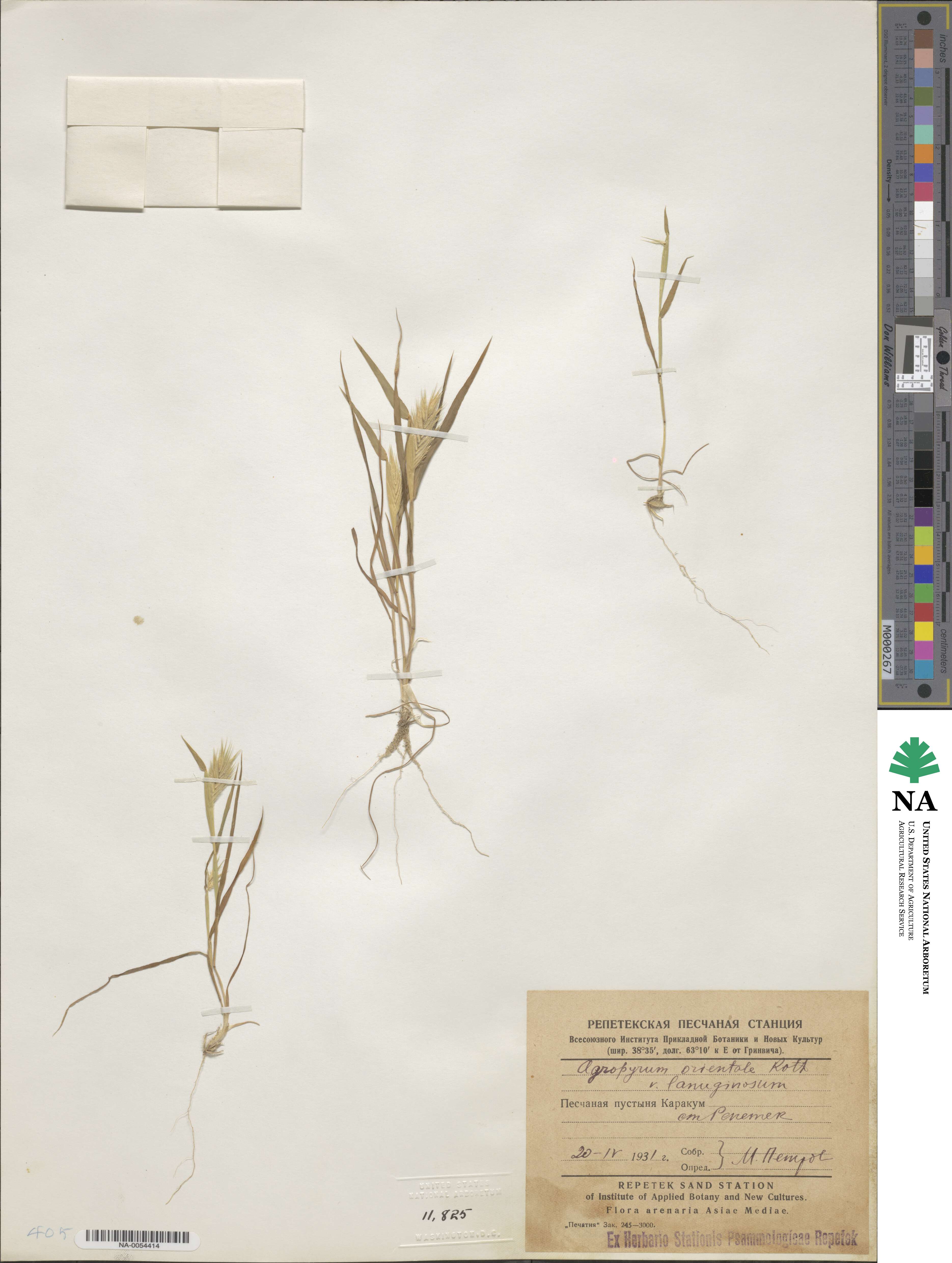 Eremopyrum distans image