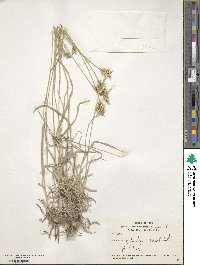 Agropyron cristatum image