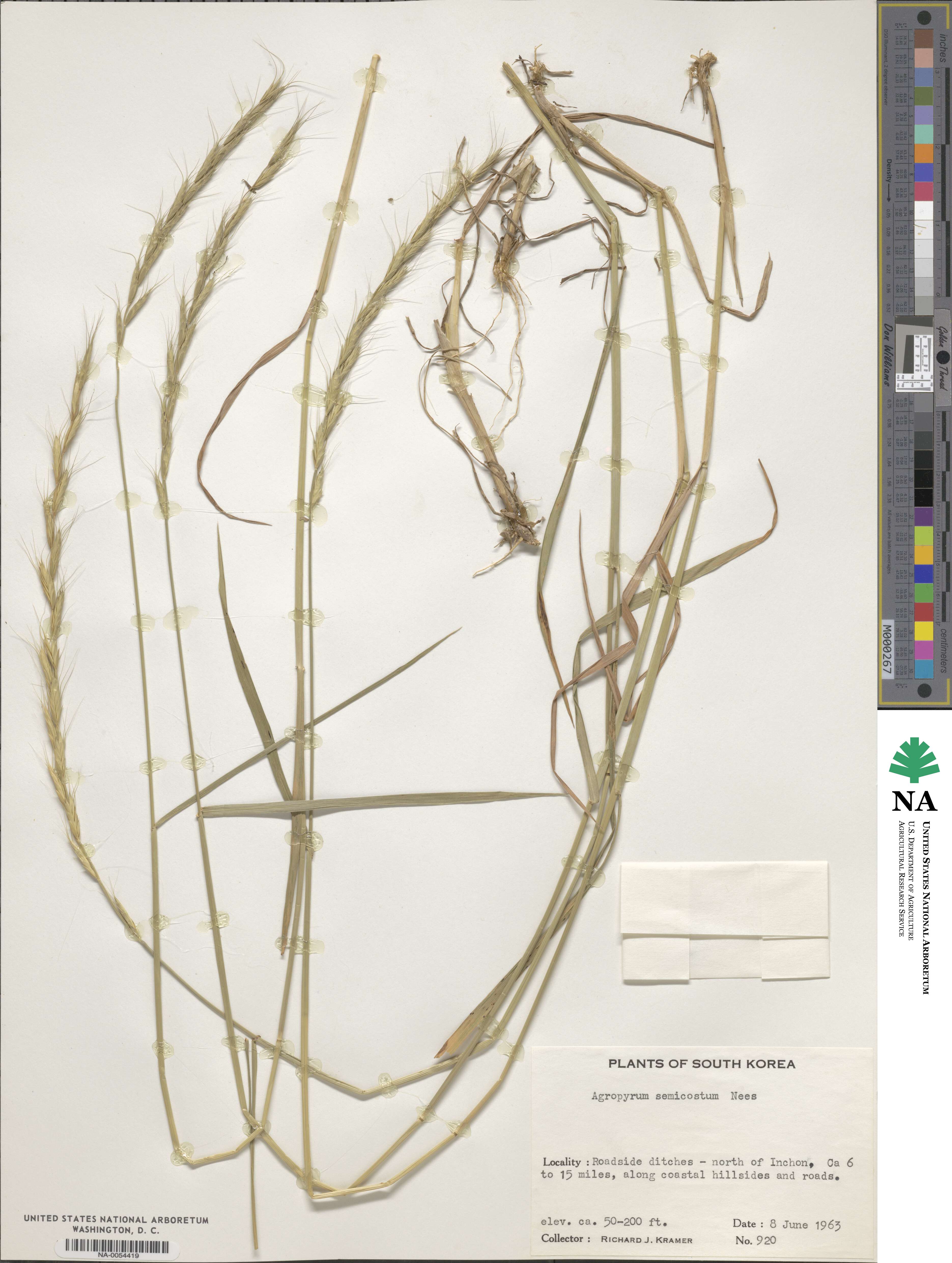 Elymus semicostatus image