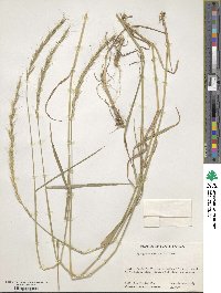 Elymus semicostatus image