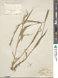 Elymus semicostatus image