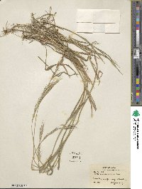 Elymus semicostatus image